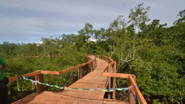 Mangrove Pariaman: Pesona Hijau Pesisir Sumatera Barat